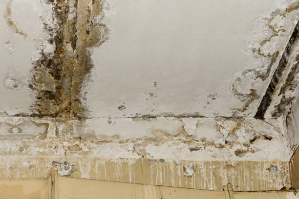 Best Water damage restoration experts  in Phoenix, IL